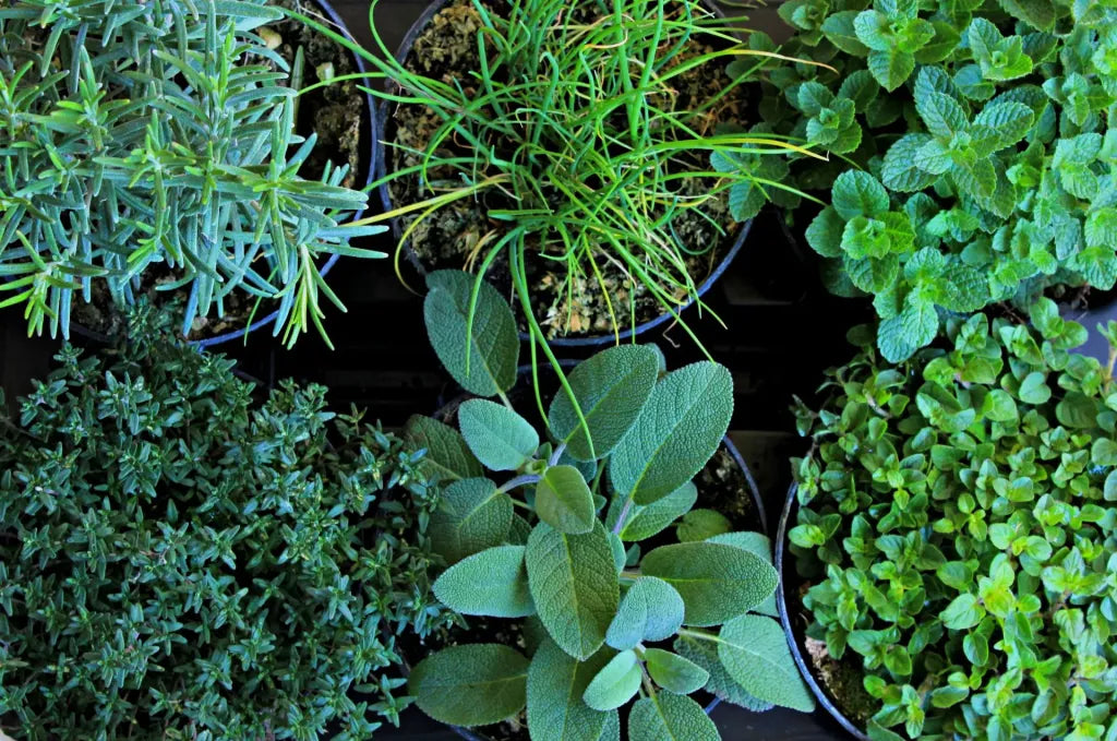 Sale Aromatico Fatto in Casa: Un'Esplosione di Sapori dall'Orto alla Tavola!